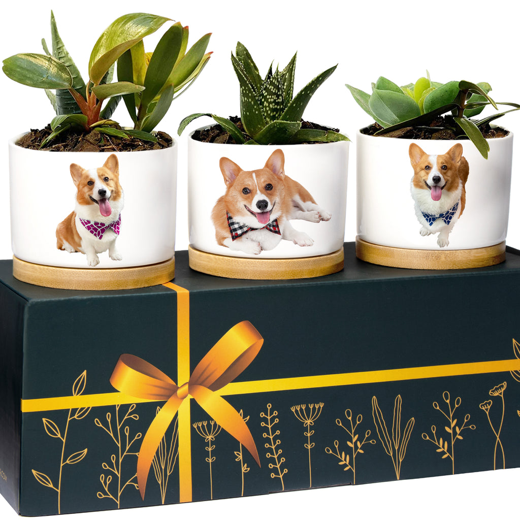 Corgi Planters